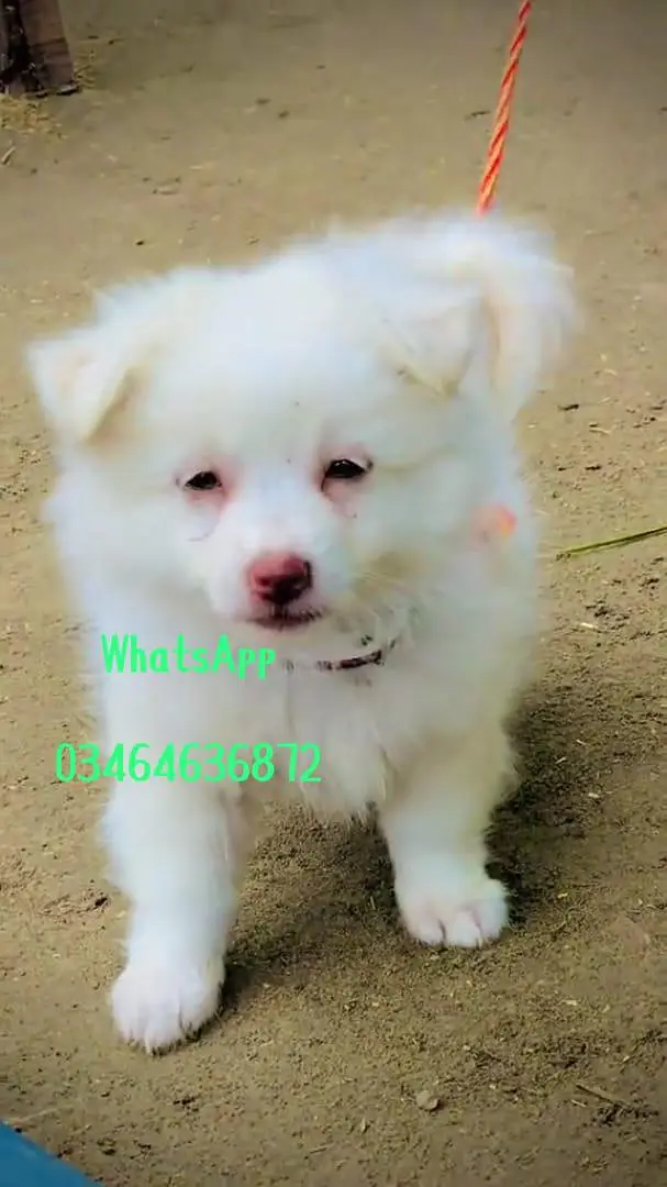 Russianpoppy Dog 2 month Age full active delivery all Pakistan — photo 3