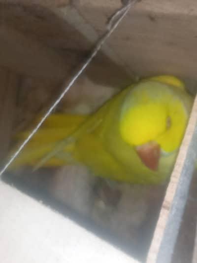 bahut shatir parrot hai