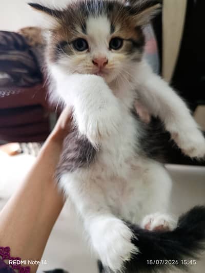 Persian kitten deworming done litter train from Karachi