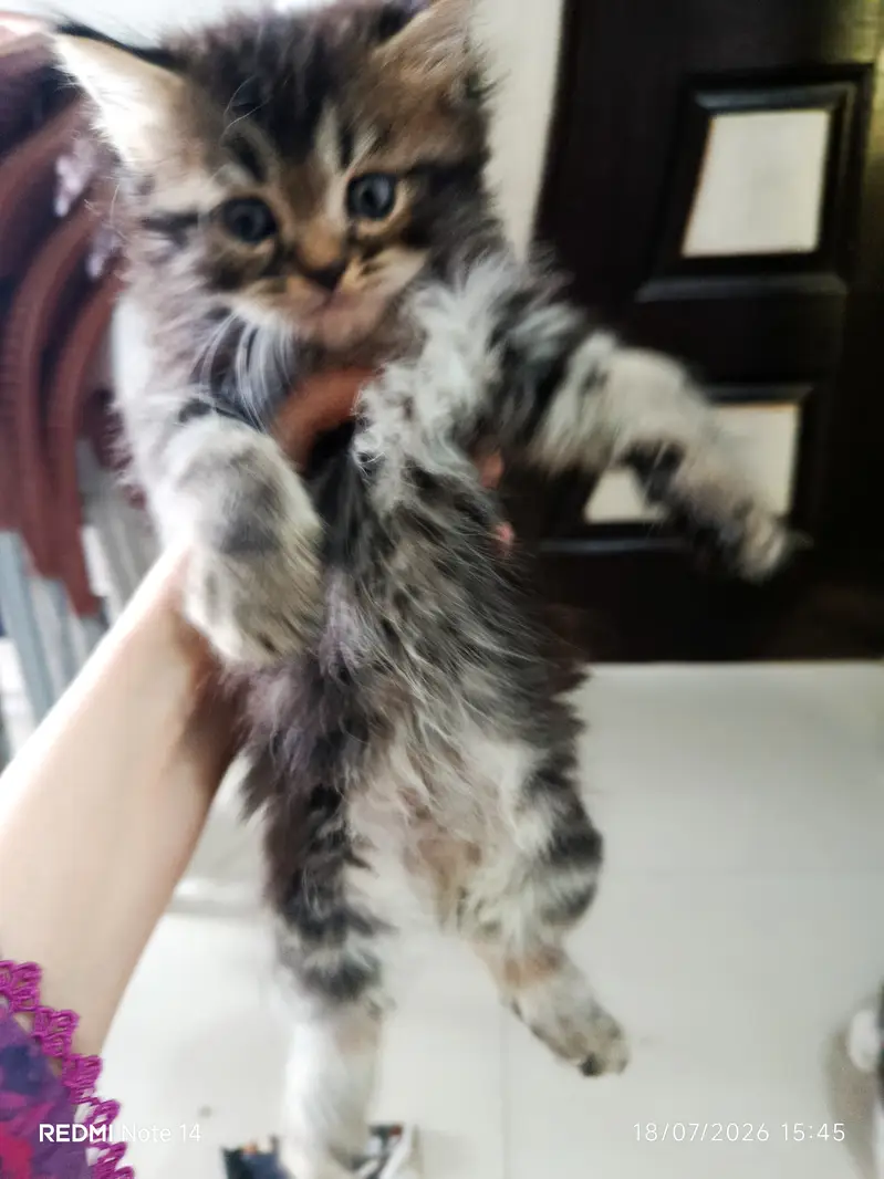 Persian kitten deworming done litter train from Karachi — photo 2