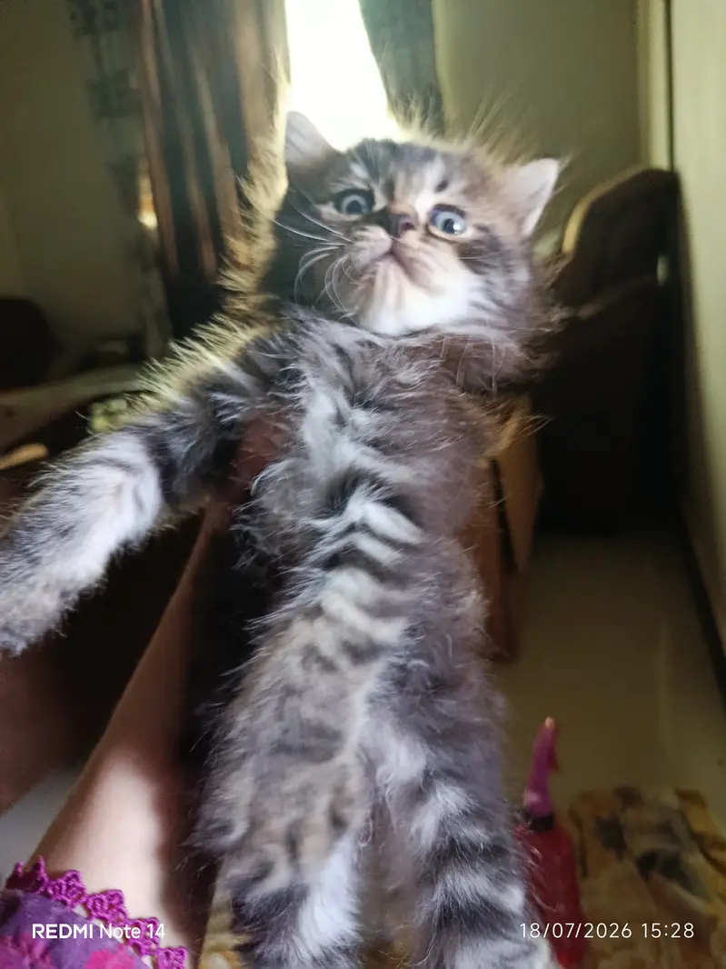 Persian kitten deworming done litter train from Karachi — photo 3