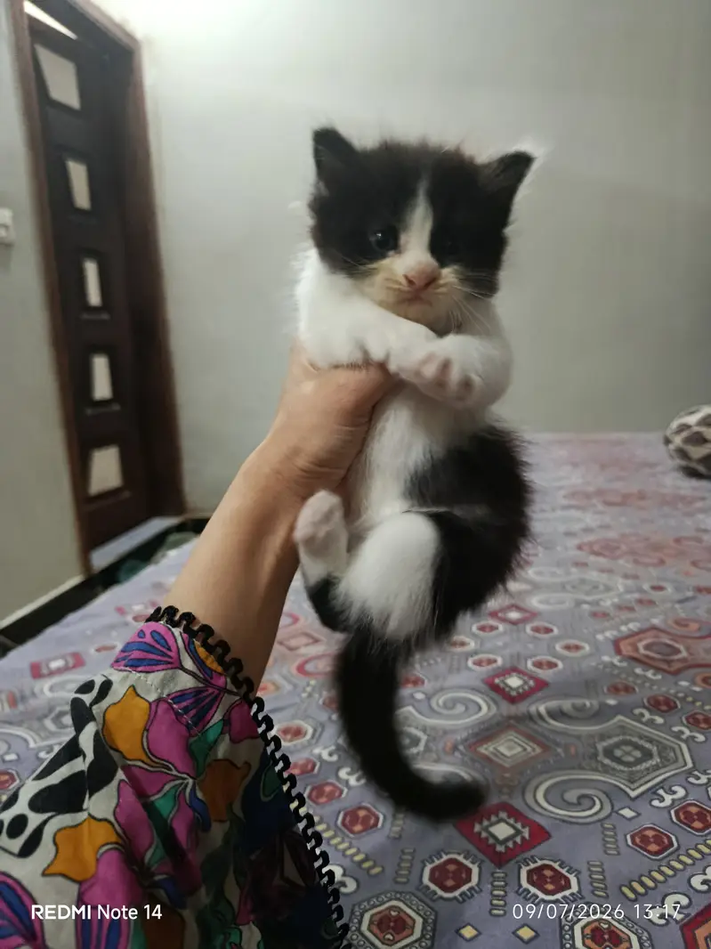Persian kitten deworming done litter train from Karachi — photo 4