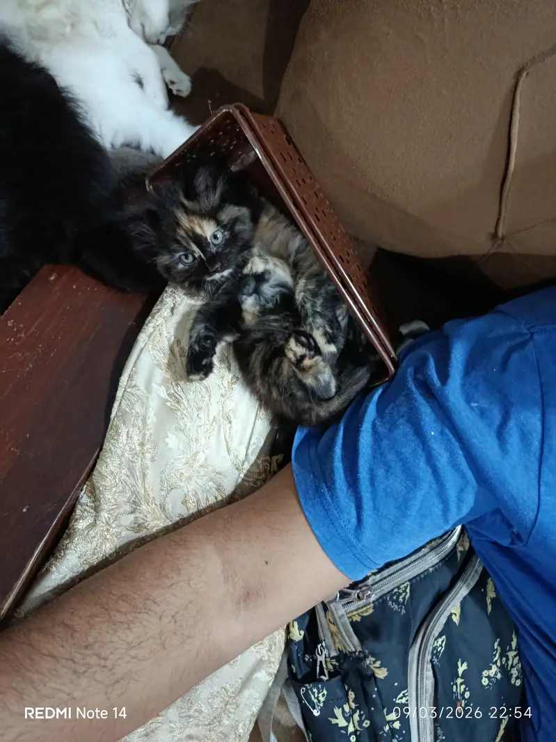 Persian kitten deworming done litter train from Karachi — photo 5
