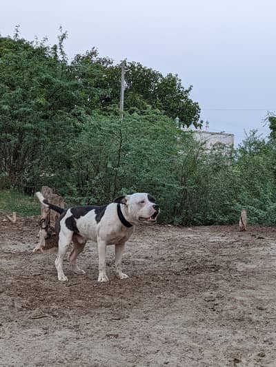 Amarican bully