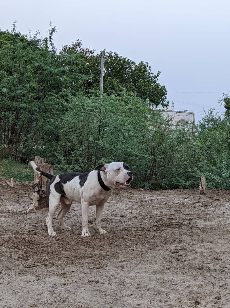 Amarican bully 0
