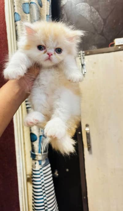 Urgent Sale Ragdoll and Persian extreme punch face kittens for sale