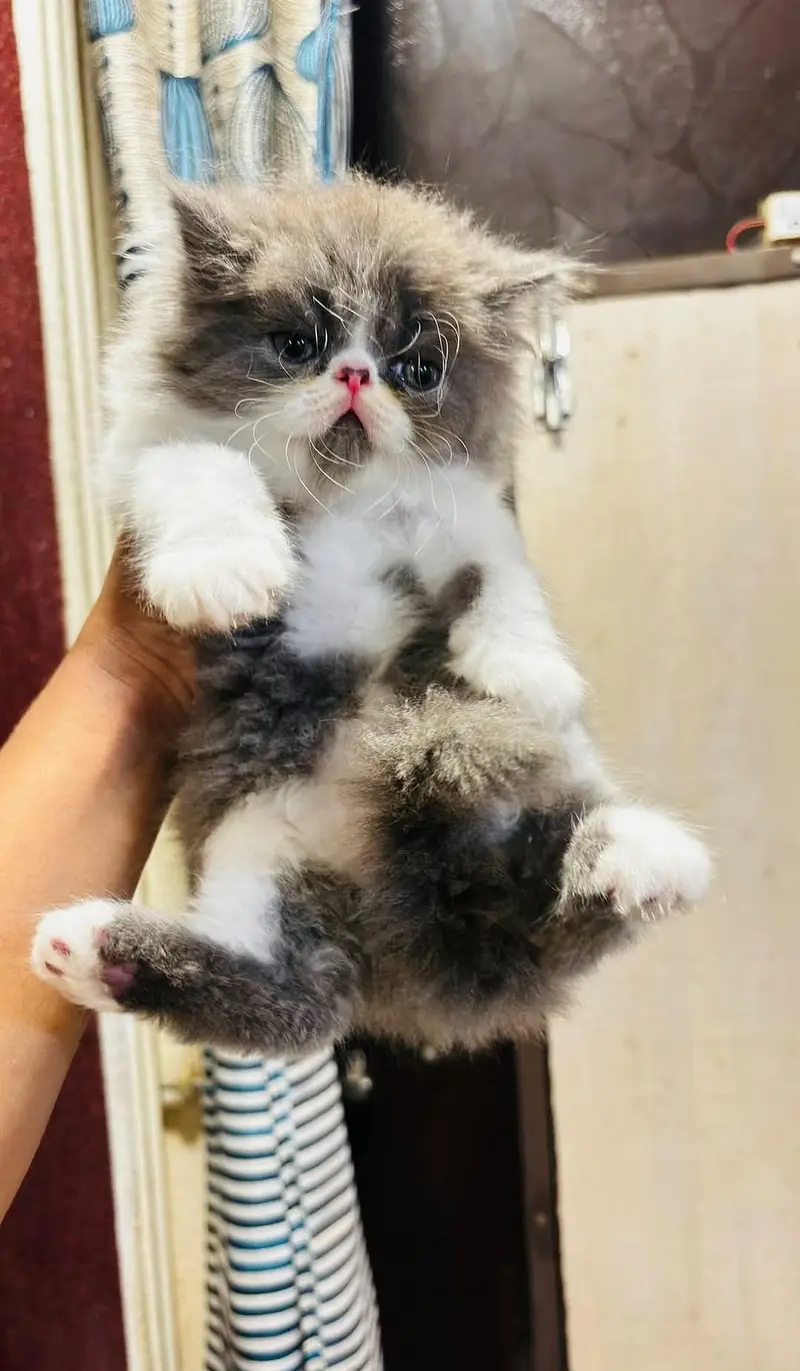 Urgent Sale Ragdoll and Persian extreme punch face kittens for sale — photo 3