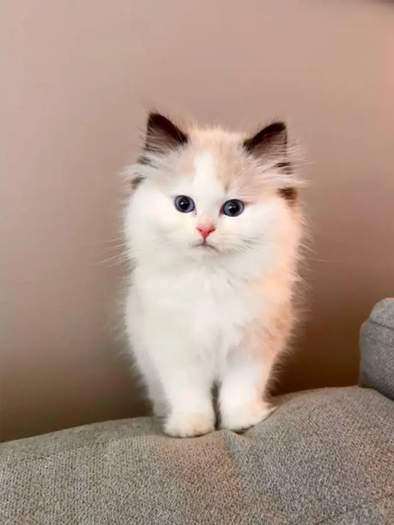Urgent Sale Ragdoll and Persian extreme punch face kittens for sale — photo 4