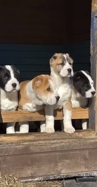 IMPORTED ALABAI PUPPIES ARE AVAILABLE FOR IMPORT