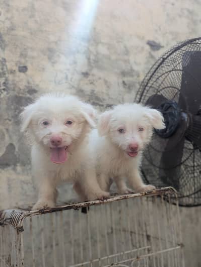 Poodle pair available