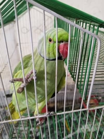Bolny wala parrot 14 month ka hy whatsapp number 03134197070