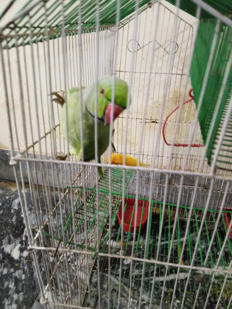 Bolny wala parrot 14 month ka hy whatsapp number 03134197070 — photo 2