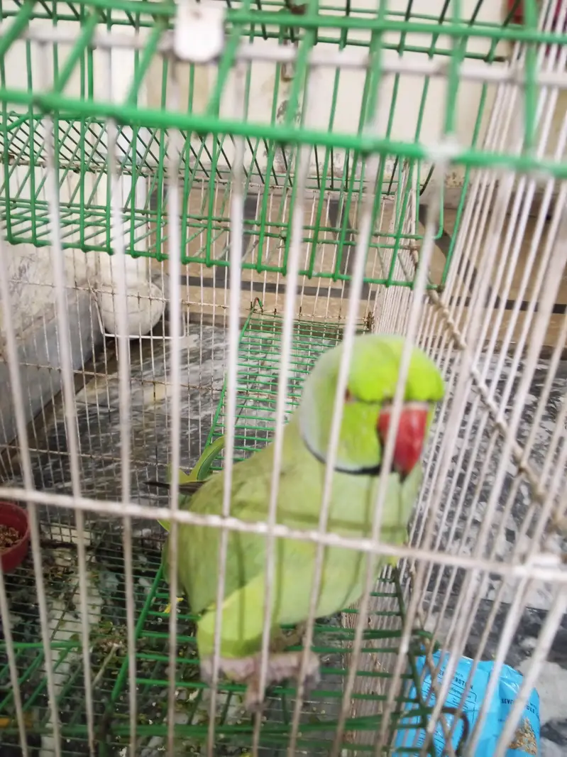 Bolny wala parrot 14 month ka hy whatsapp number 03134197070 — photo 3