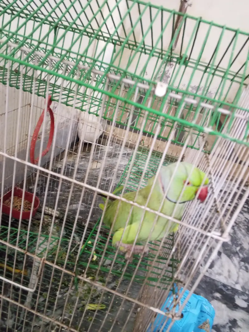 Bolny wala parrot 14 month ka hy whatsapp number 03134197070 — photo 4