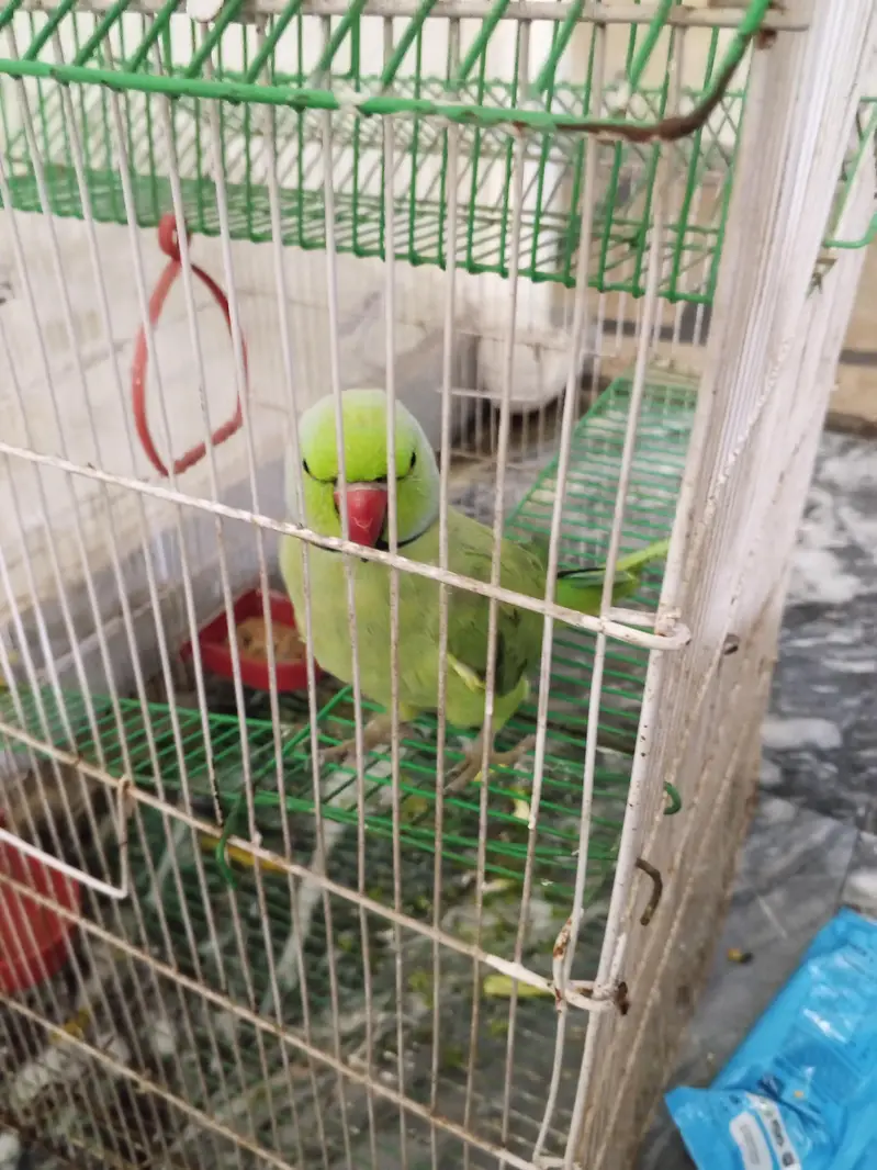 Bolny wala parrot 14 month ka hy whatsapp number 03134197070 — photo 5