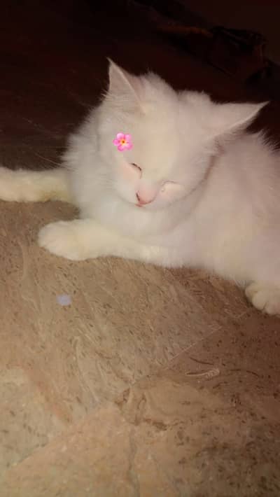 Beautiful Doll Face Persian Cat For Sale