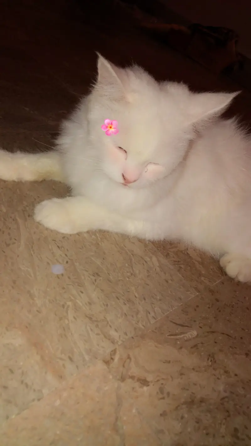 Beautiful Doll Face Persian Cat For Sale — photo 3