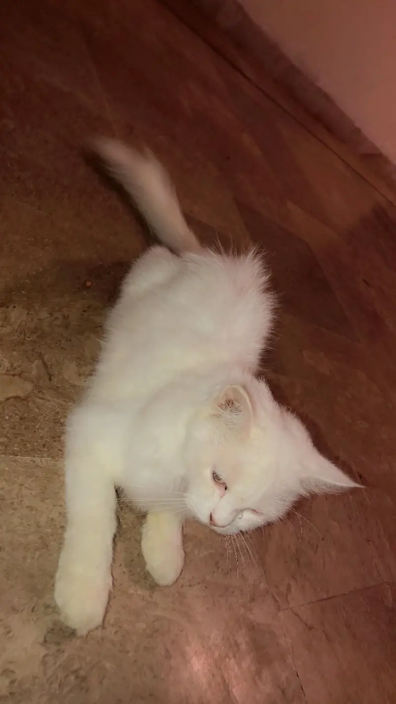 Beautiful Doll Face Persian Cat For Sale — photo 4