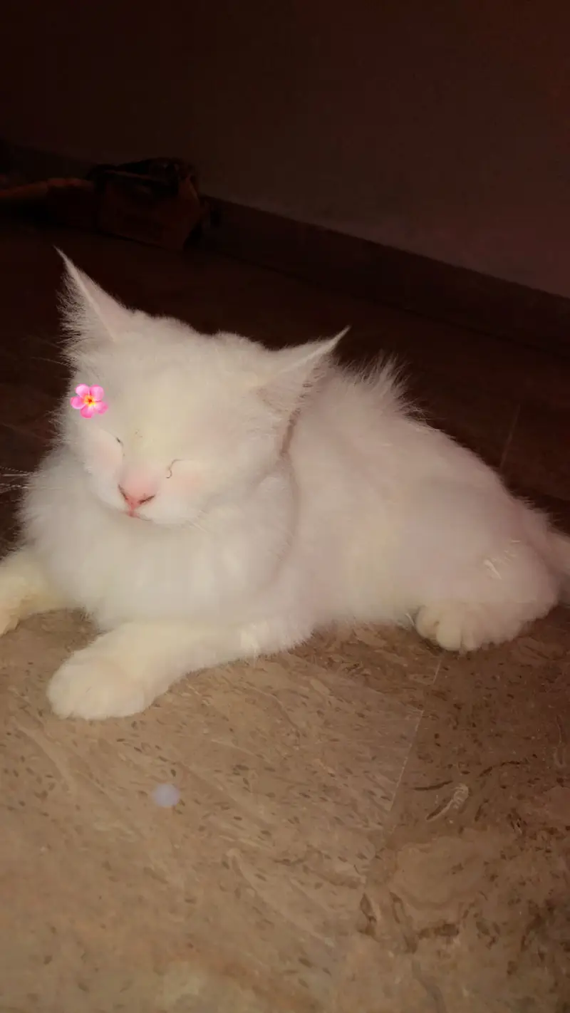Beautiful Doll Face Persian Cat For Sale — photo 5