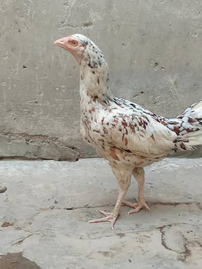 whatsap 03324737628