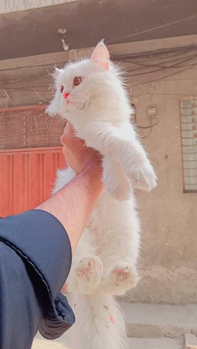 persian kitten pair full white triple coated for sale