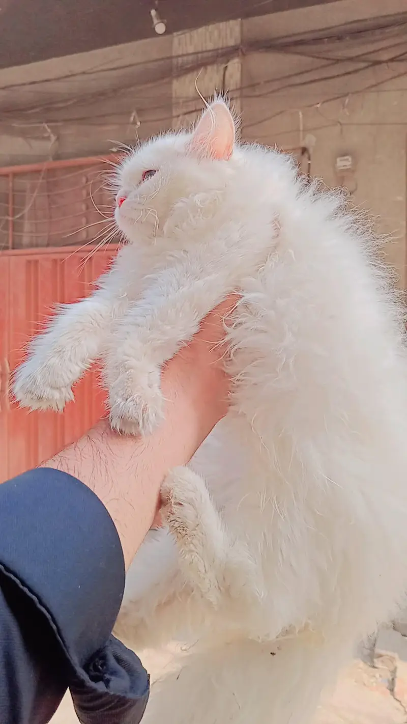 persian kitten pair full white triple coated for sale — photo 2
