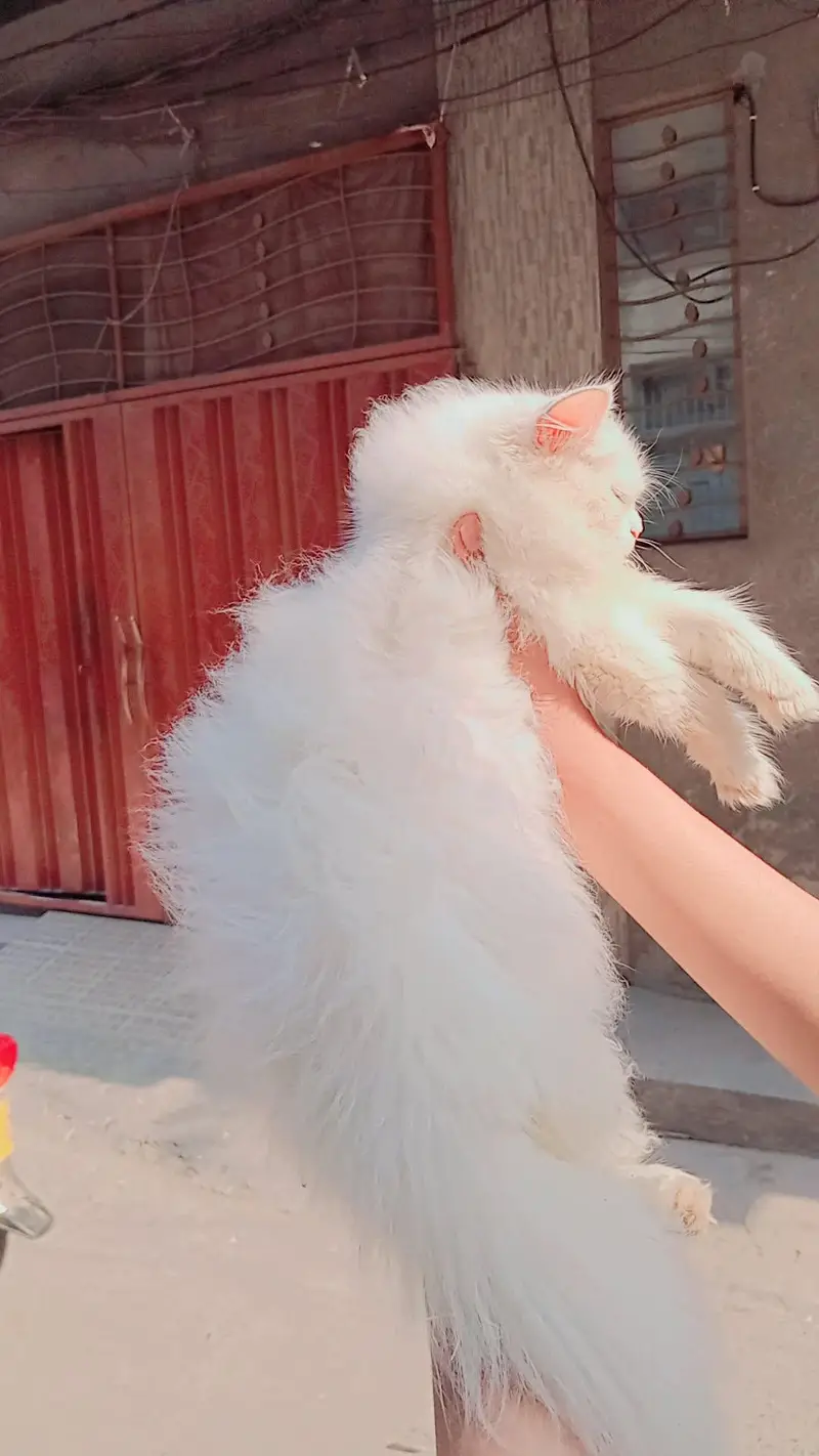 persian kitten pair full white triple coated for sale — photo 3