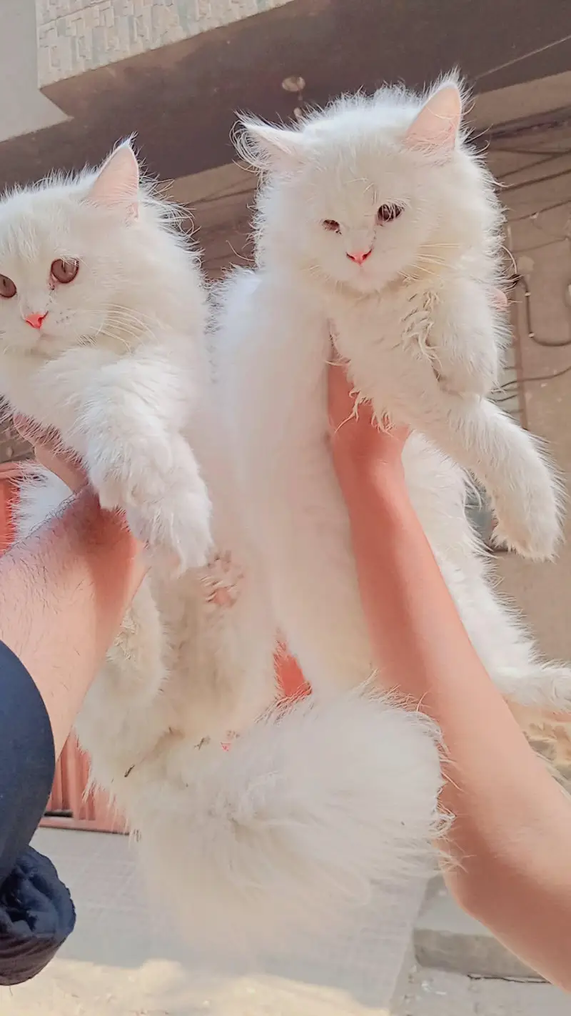 persian kitten pair full white triple coated for sale — photo 4