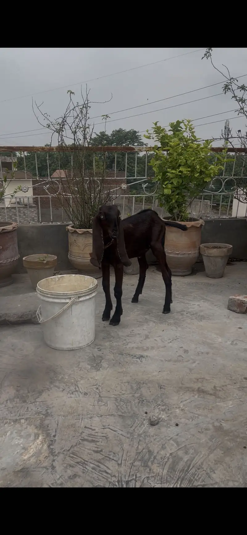 Nagra bakra kid — photo 2