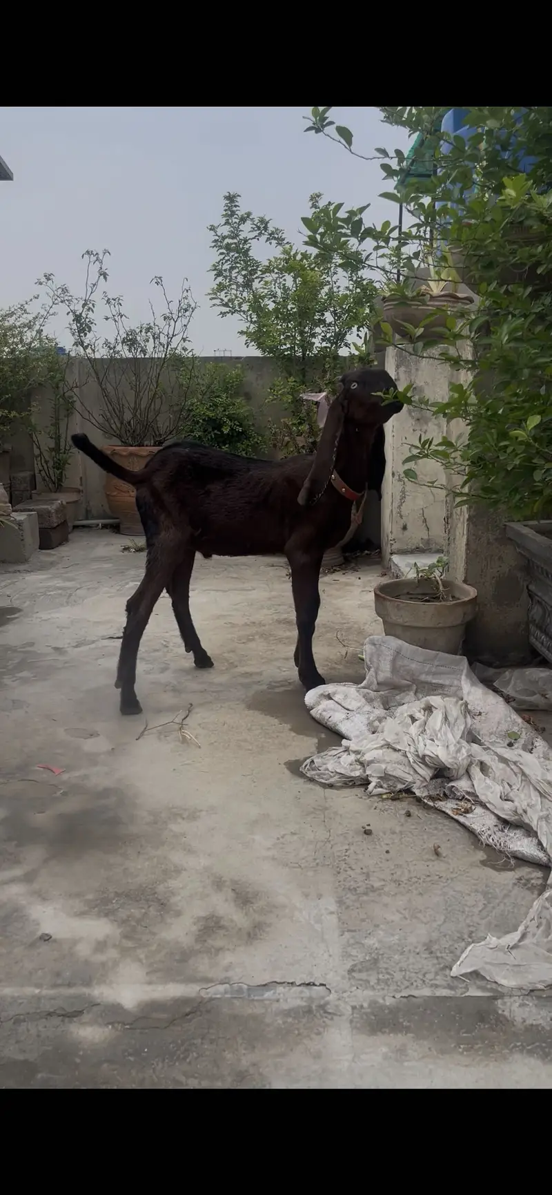 Nagra bakra kid — photo 3