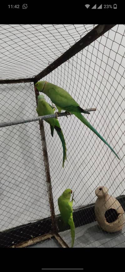 2 breeder pair for sale what's 03127252459