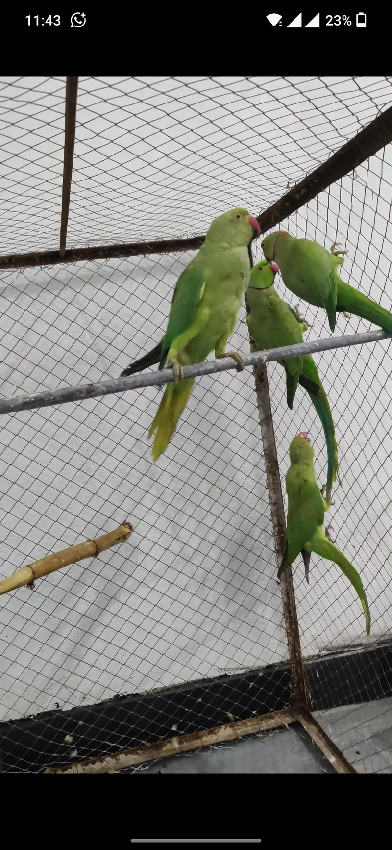 2 breeder pair for sale what's 03127252459 — photo 2