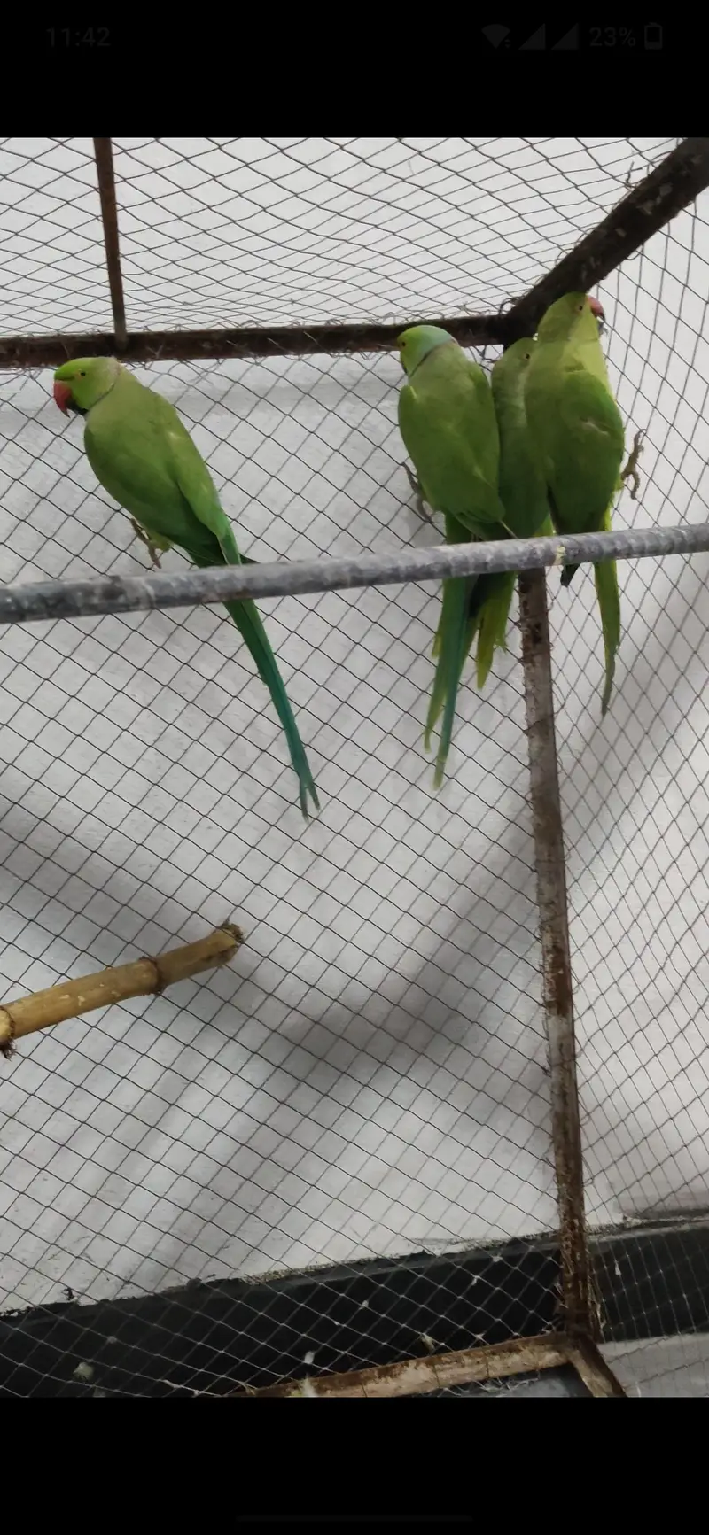 2 breeder pair for sale what's 03127252459 — photo 3