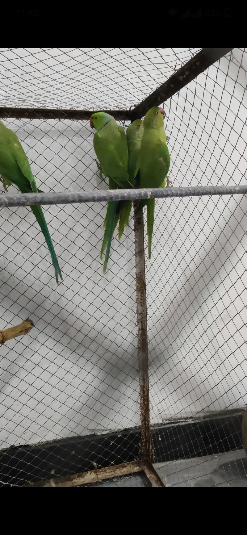 2 breeder pair for sale what's 03127252459 — photo 4
