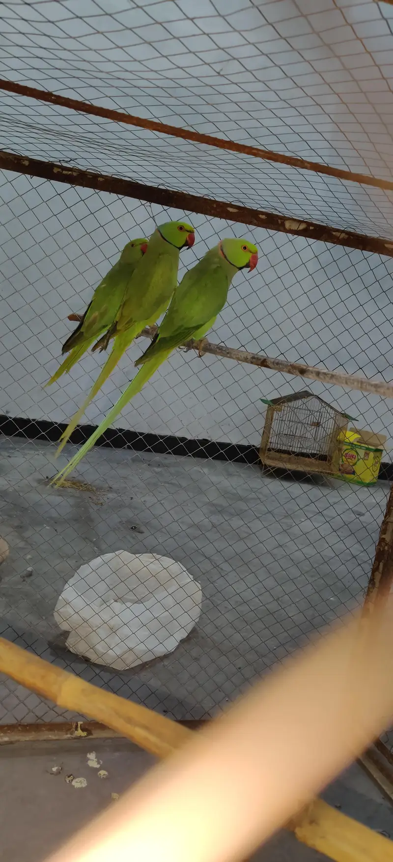 2 breeder pair for sale what's 03127252459 — photo 5