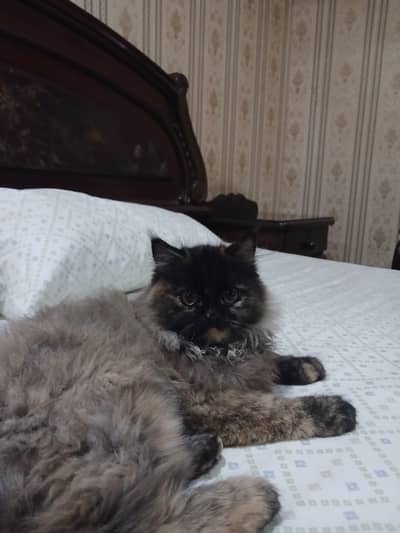 Persian Cat For Sell
