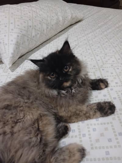 Persian Cat For Sell