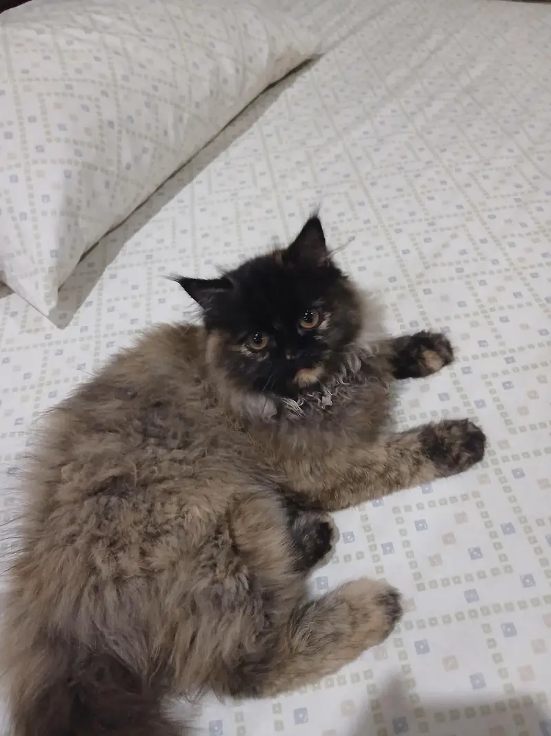 Persian Cat For Sell — photo 4