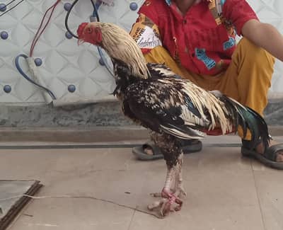 aseel murga for sale