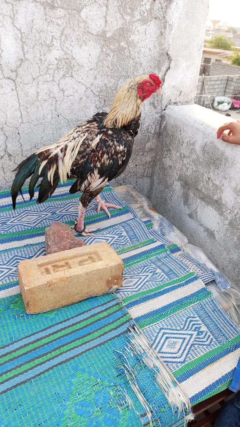 aseel murga for sale — photo 2