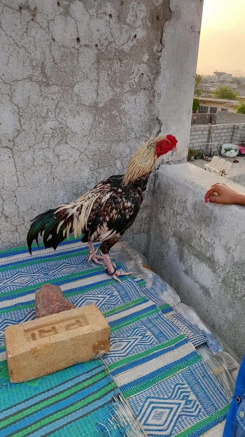 aseel murga for sale — photo 3