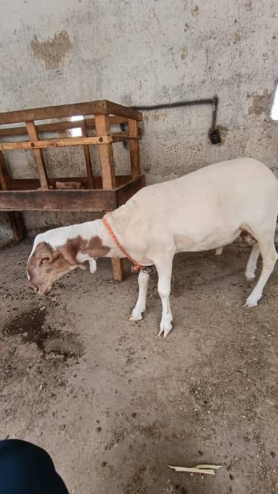 healthy Mundra dumba