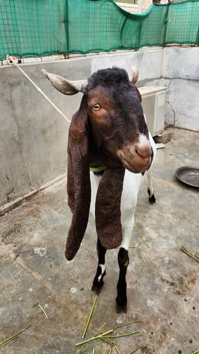 VIP Kamori Bakra – 2 Daant | Big Size | Premium Quality