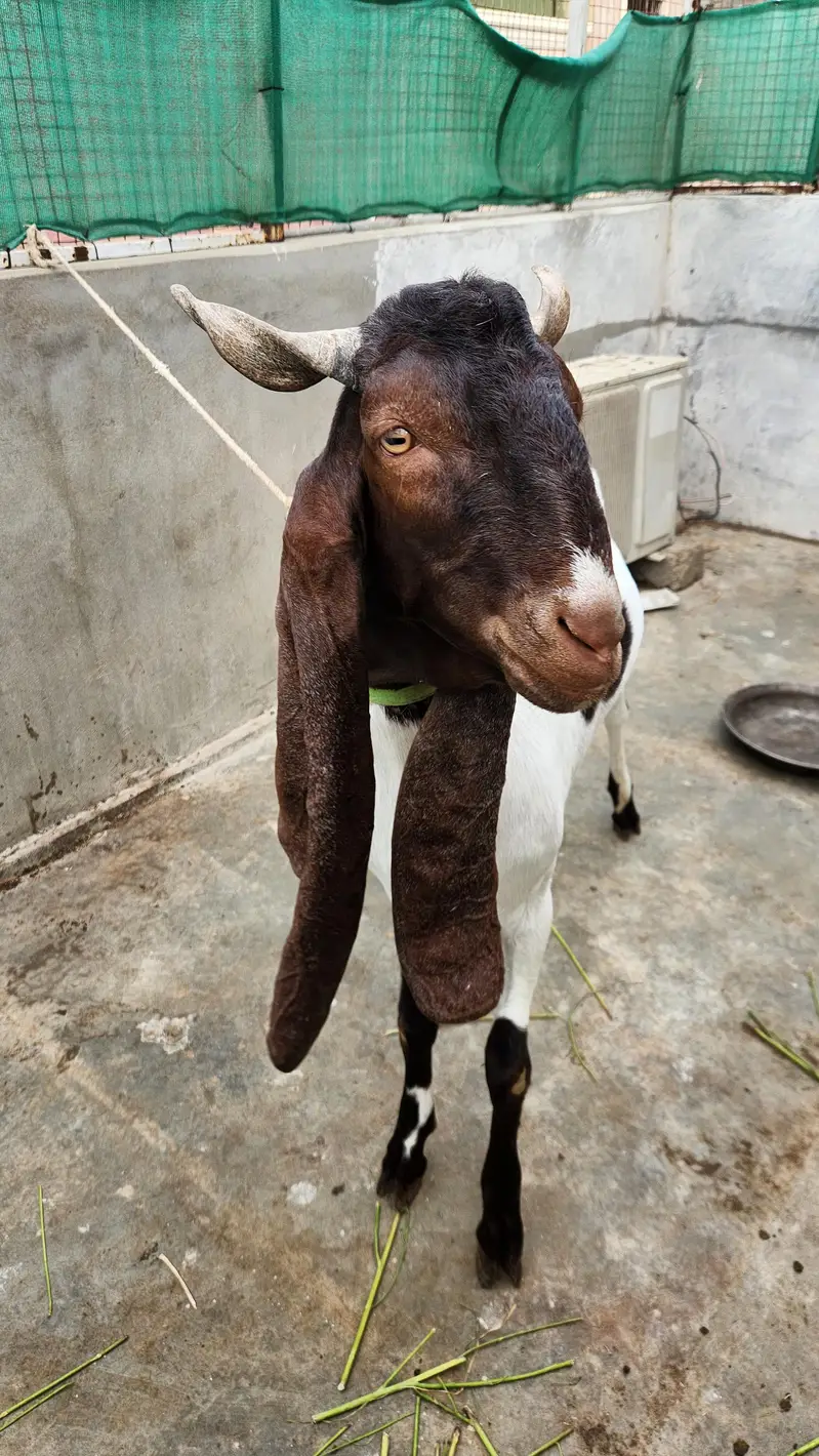 VIP Kamori Bakra – 2 Daant | Big Size | Premium Quality