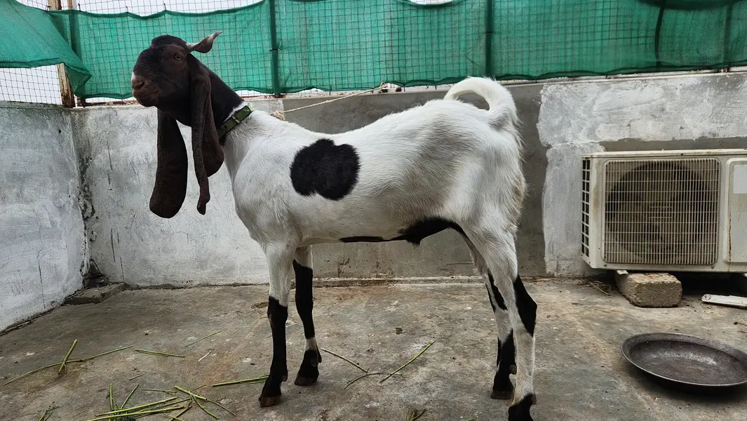 VIP Kamori Bakra – 2 Daant | Big Size | Premium Quality — photo 2