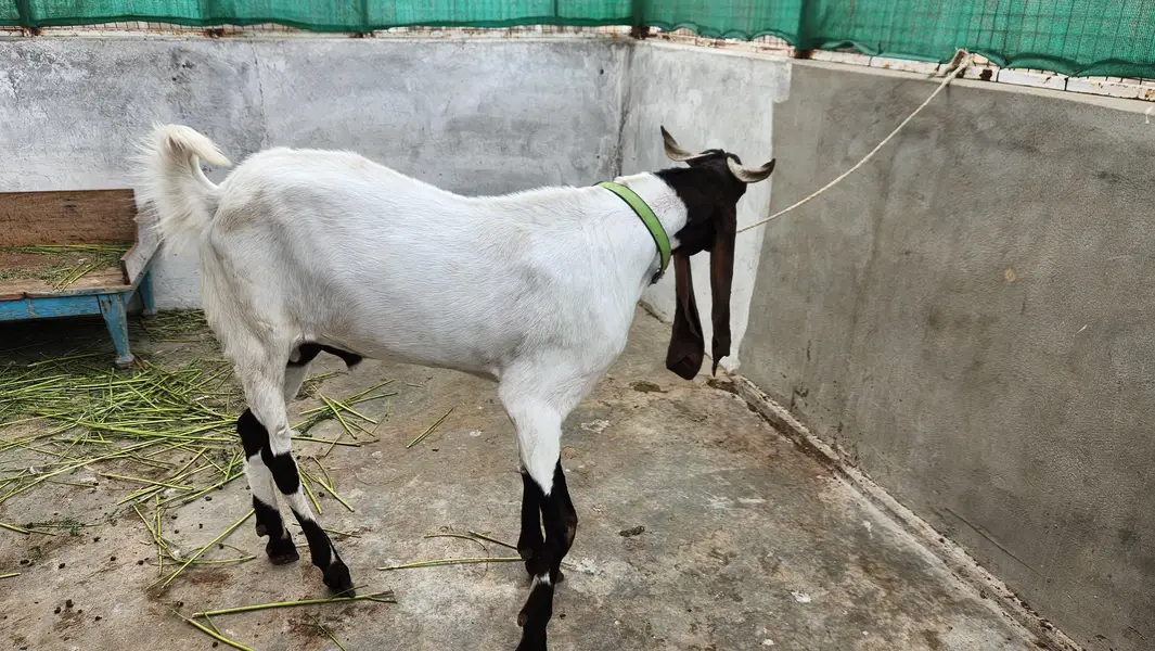 VIP Kamori Bakra – 2 Daant | Big Size | Premium Quality — photo 3