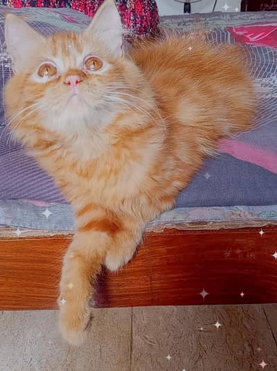 Persian kitten looking for a new home
