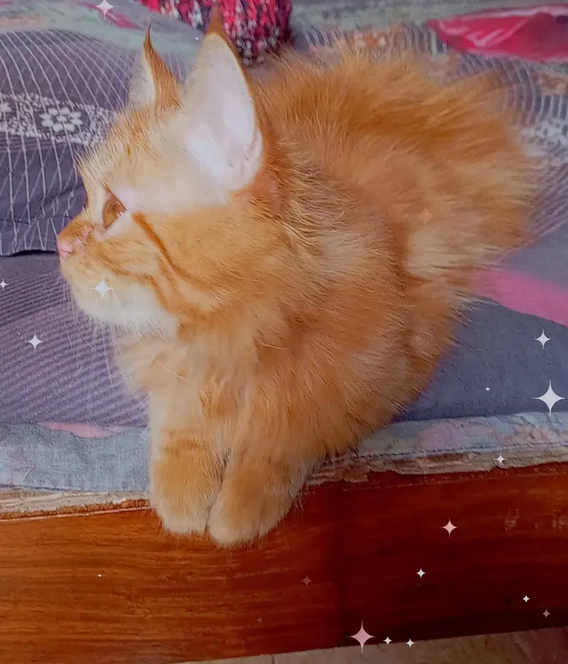 Persian kitten looking for a new home — photo 2