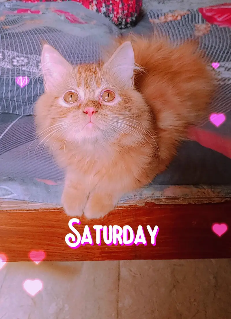 Persian kitten looking for a new home — photo 3