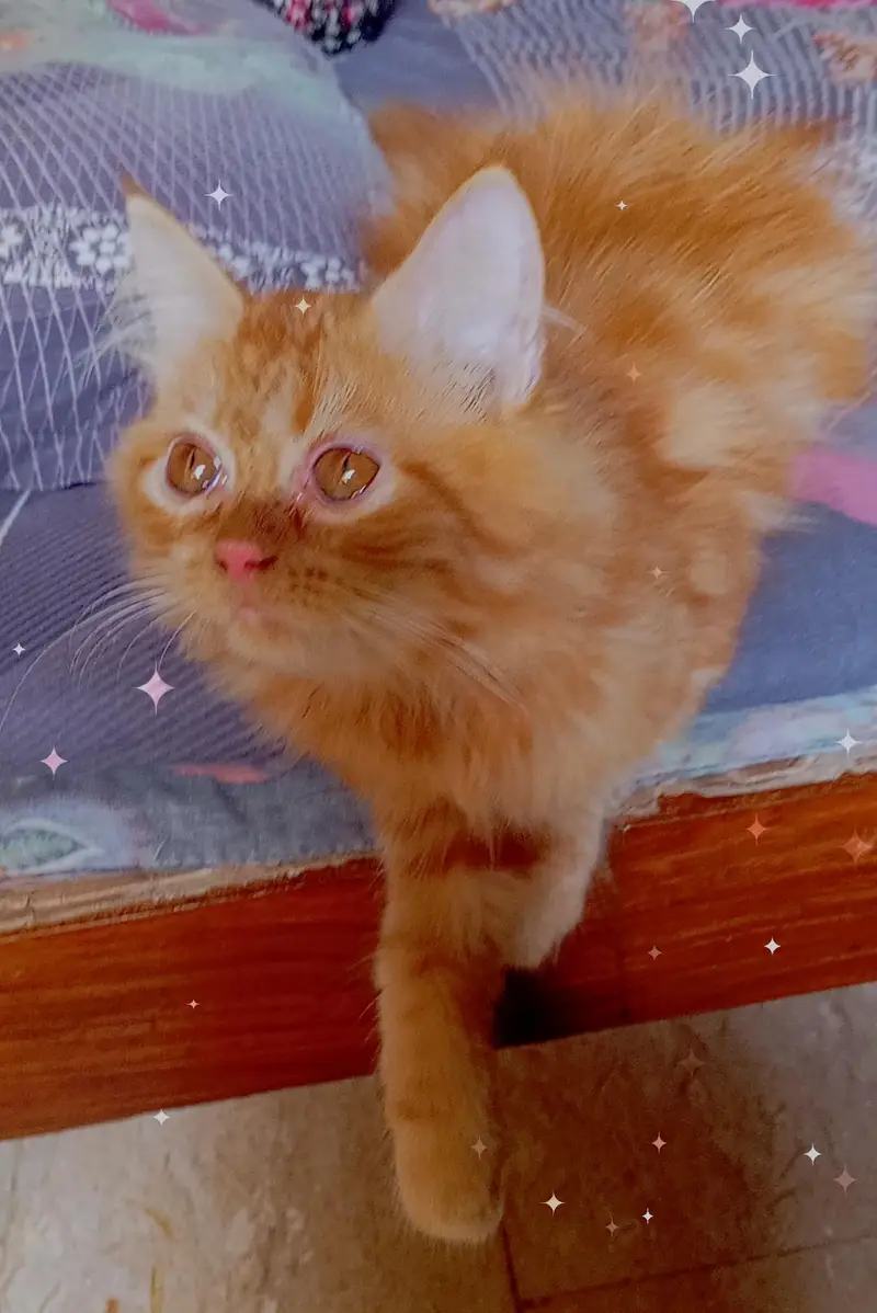 Persian kitten looking for a new home — photo 6